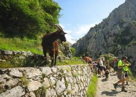 Arcea Mirador de Cabrales 3