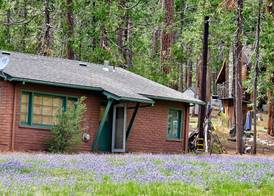 The Redwoods In Yosemite 5