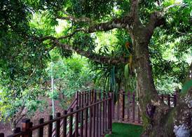 Hotel Heliconias Nature Inn & Hot Springs 5