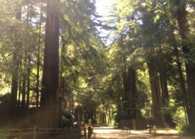 Redwoods River Resort & Campground 3