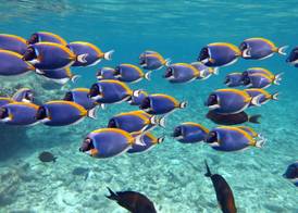 Four Seasons Resort Maldives at Kuda Huraa 4