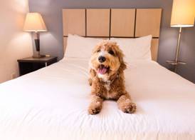 Sonesta Simply Suites Las Vegas Convention Center 4