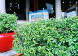 Krabi Royal Hotel 2
