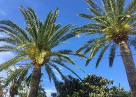 Hotel Antonio Conil 3