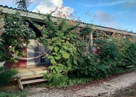 Red Palm Village 4