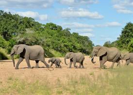 Imbali Safari Lodge 2