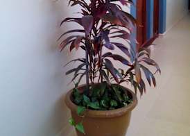 Hotel Mazatlan 4