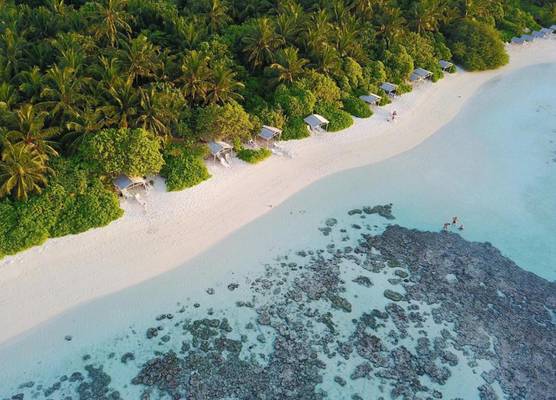 Plumeria Maldives 1