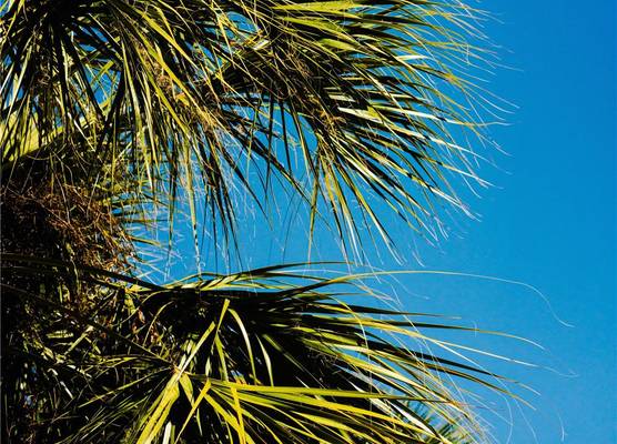 DoubleTree by Hilton Orlando Theme Park Resort 1