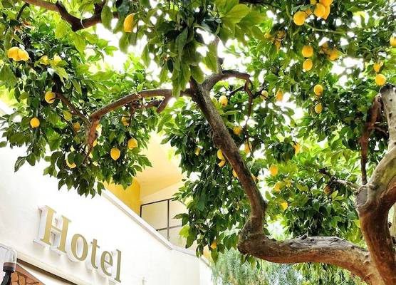 Yellow Park Hotel 1
