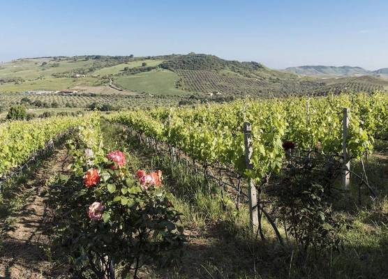 Dattilo Wine Relais 1