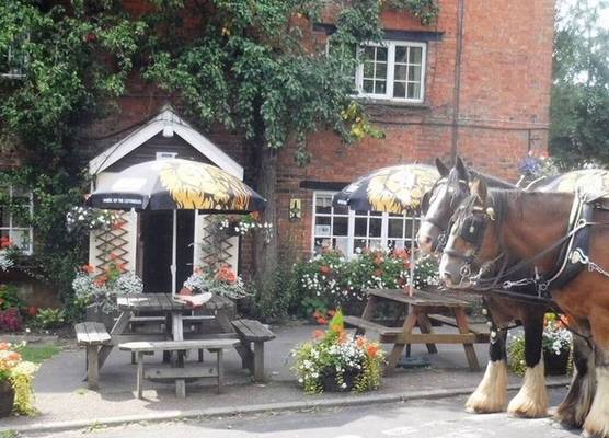 The Pear Tree 1