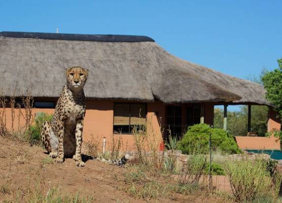 Babson House at Cheetah Conservation Fund 1