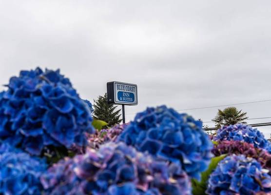 Blue Coast Inn & Suites 1
