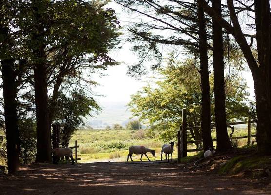 Wheal Tor Hotel & Glamping 1