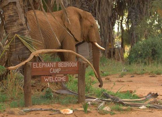 Elephant Bedroom Camp 1