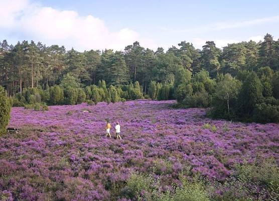 Hotel Bispinger Heide by Center Parcs 1
