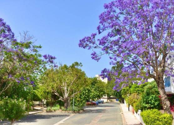 PAPHOS GARDENS HOLIDAY RESORT 1