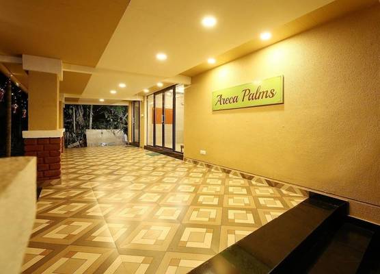 Areca Palms 1
