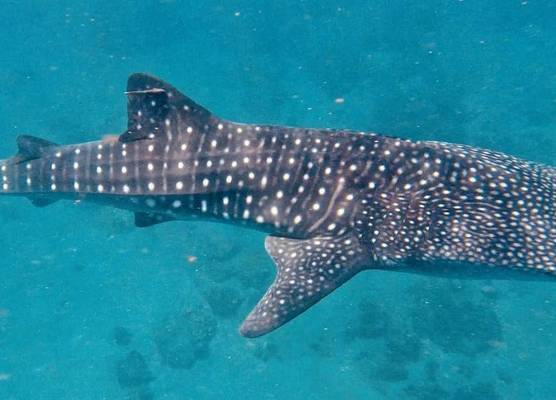 Pintuyan Dive Resort 1