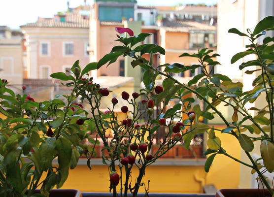 Magenta Pantheon Navona 1