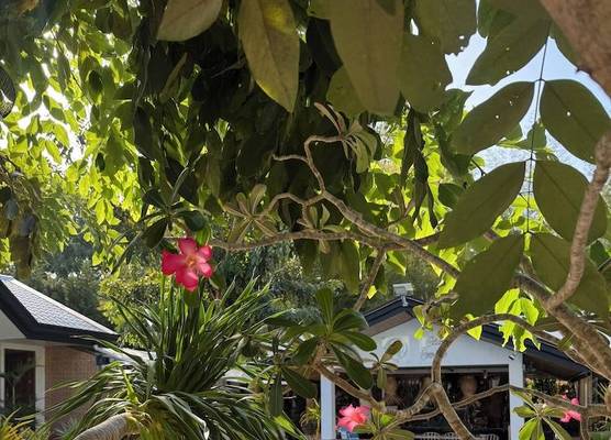 Deep Forest Garden Hotel 1