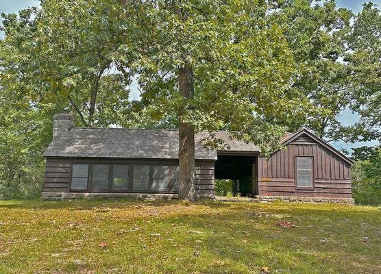 Pin Oak 1