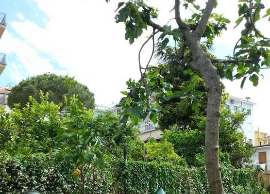 Giardino Sorrentino 1