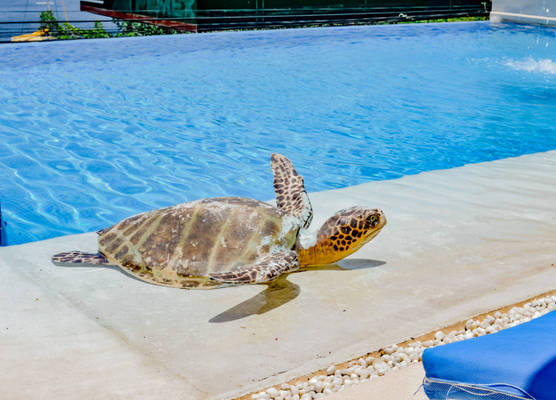 Villa del Pescador 1