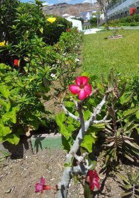 Apartamentos Florida Gran Canaria Adults Only 1
