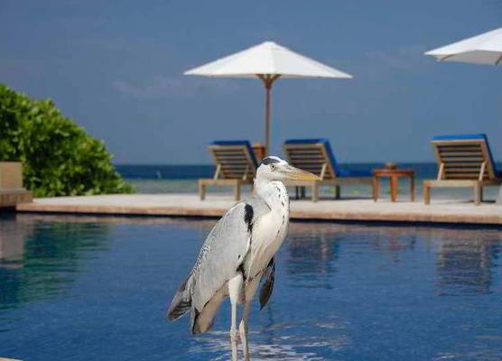 OBLU NATURE Helengeli-All-Inclusive with free Transfers 1