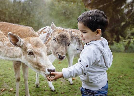 Vakantiepark Dierenbos 1
