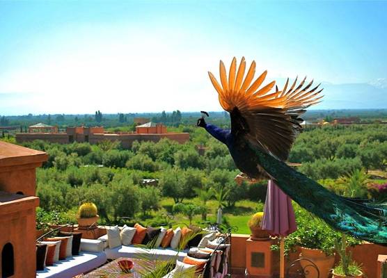 Riad Al Mendili Private Resort & Spa 1