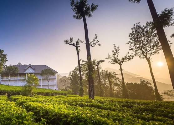 Tea Harvester 1