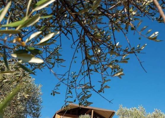 Glamping Podere San Jacopo 1
