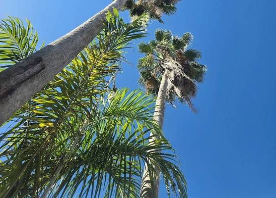 Sea Shell Palms, Ocho Rios 1