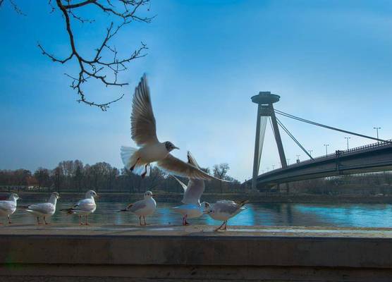 Safestay Bratislava Presidential Palace 1