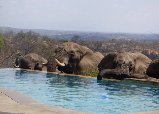 Mbizi Bush Lodge 1