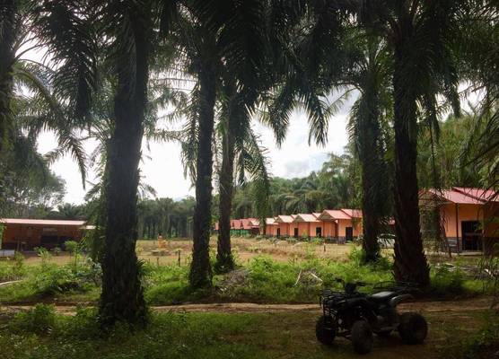 Khao Sok Evergreen House 1