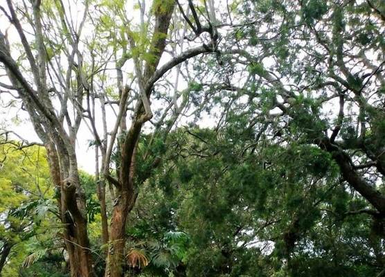 Naro Moru River Lodge 1