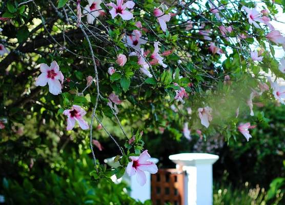 Whispering Oaks Guest House 1
