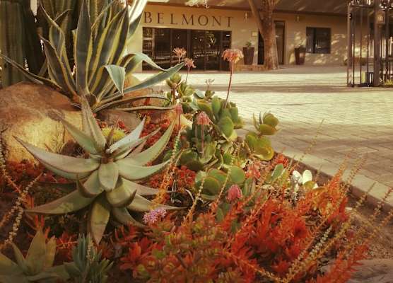 Belmont Guesthouse 1